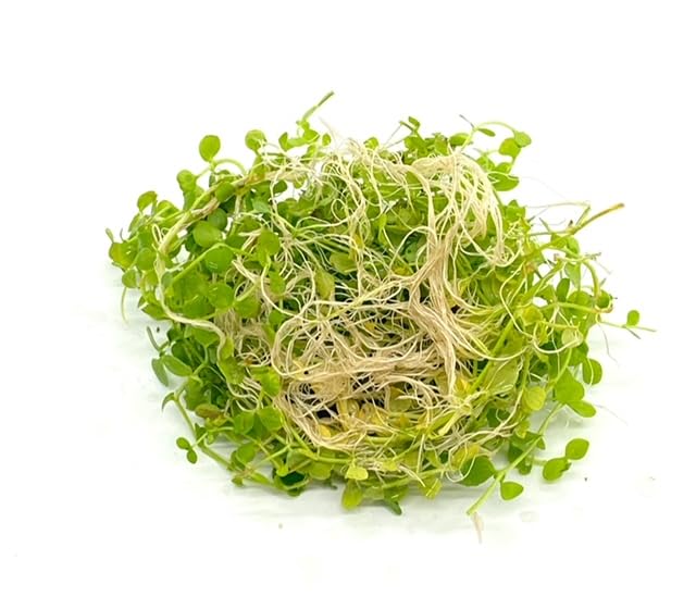 【メルカリ便】ニューラージパールグラス付き軽石　22×12×23cm メルカリ便】ニューラージパールグラス付き軽石 22×12×23cm